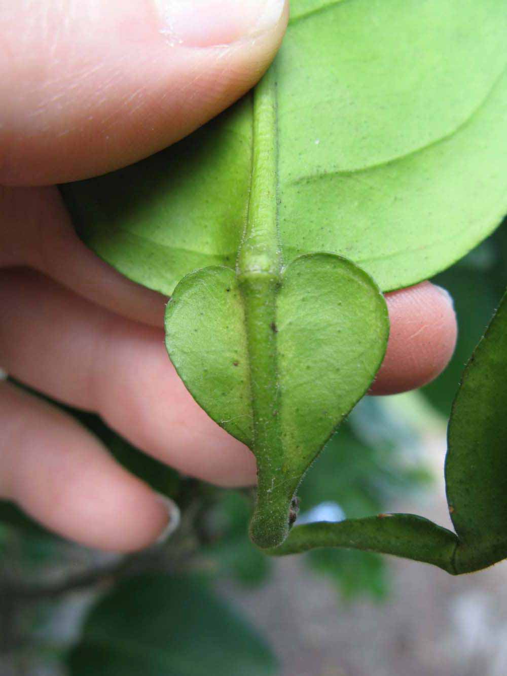                Petiole (Sha Tian You, Winter Haven, FL)       